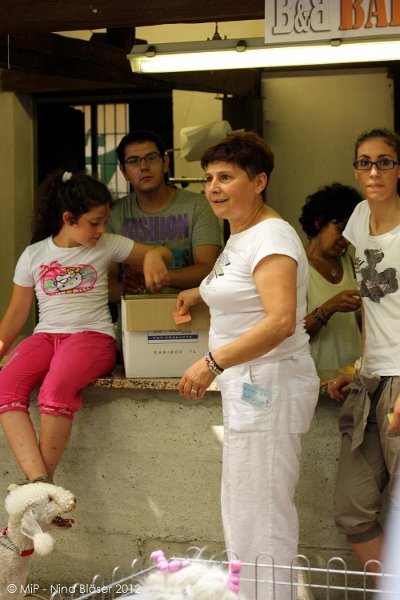 2012-07-01 B & B - Bedlington & Bichon Fun Day (274)_1000x1500.jpg